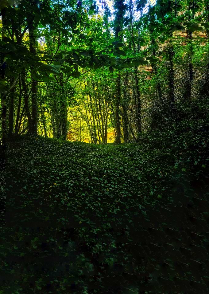 Enchanted Forest Path