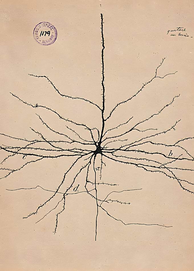 Santiago Ramon y Cajal - Pyramidal Neuron Drawing 1904