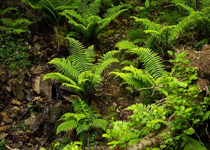 Lush green ferns in a forest setting