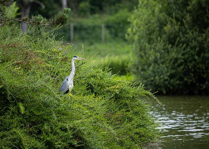 Heron perched in lush green foliage by water