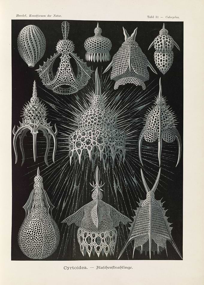 Ernst Haeckel Radiolaria Plate