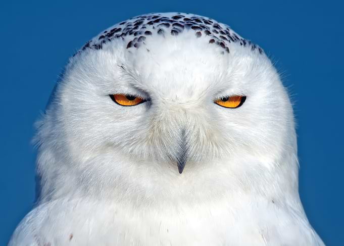 Snowy Owl Close-up