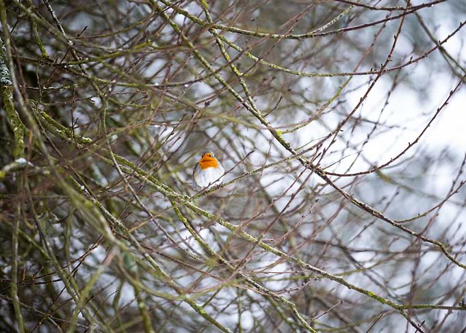 Robin perched on a snowy branch