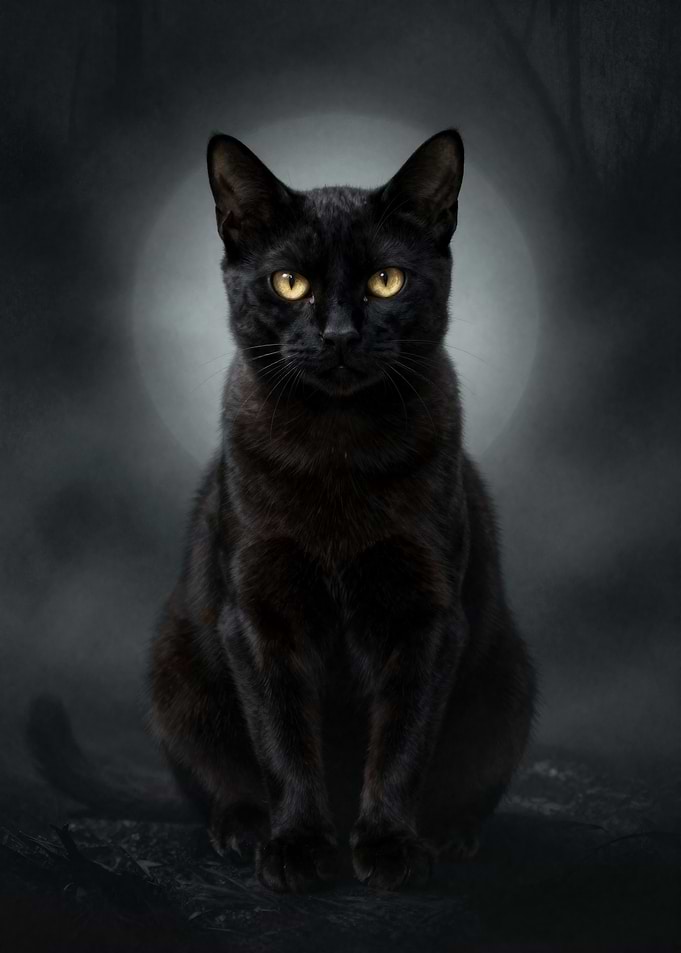 Black Cat with Yellow Eyes