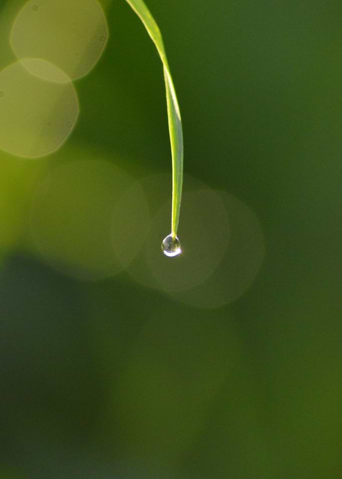 Emerald Pearl — Dew Reflection