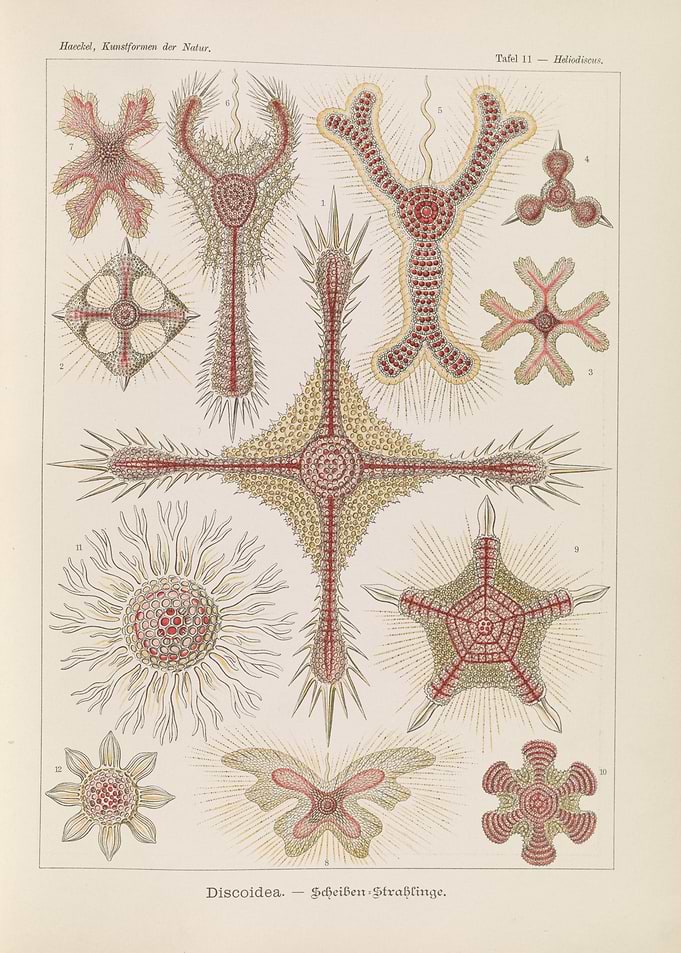 Haeckel's Discotheca Radiolaria Illustration