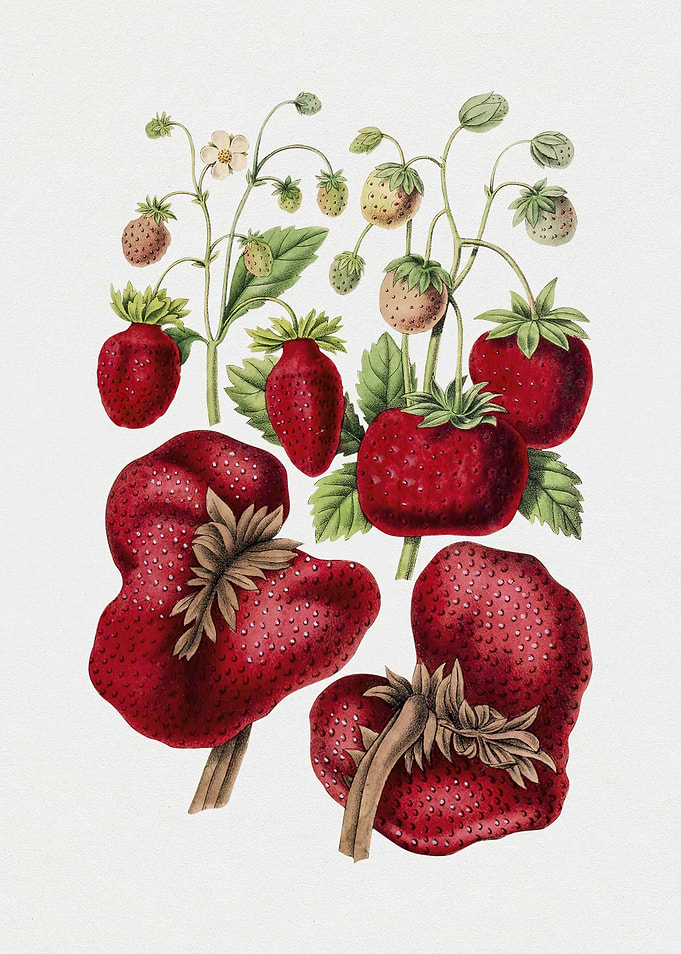 Vintage Strawberry Botanical Illustration