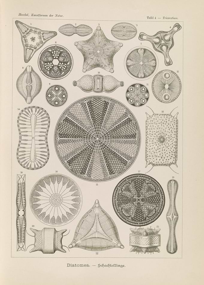 Diatoms - Microscopic Organisms