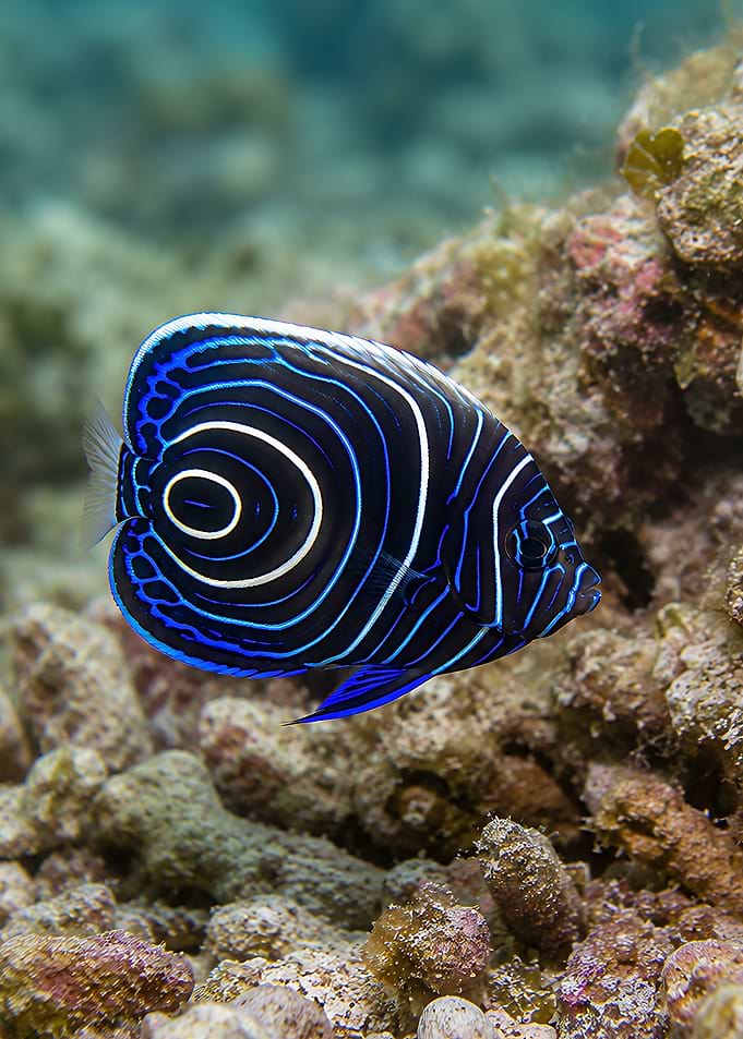 Emperor Angelfish Juvenile