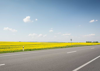 Road through a yellow flower field