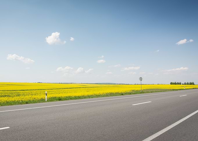 Road through a yellow flower field