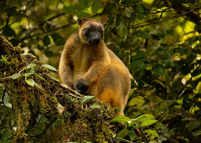 Tree Kangaroo in Lush Australian Forest