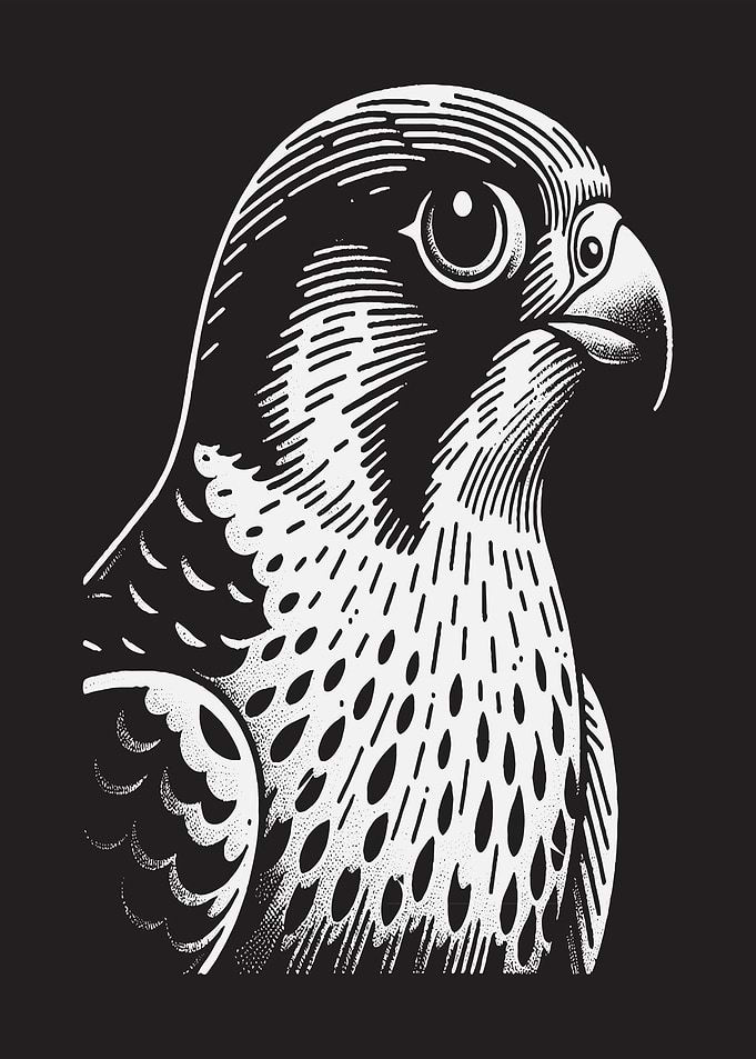 Black and White Falcon Portrait