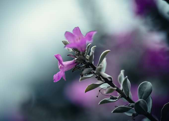 Close-up of Pink Sage Flowers