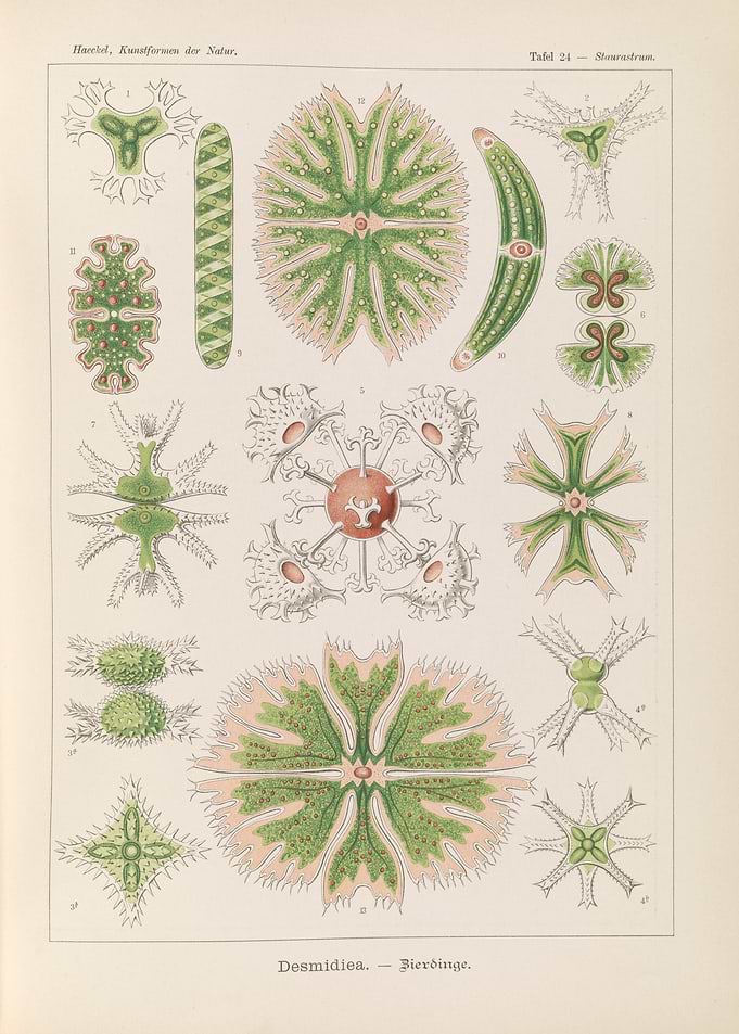 Vintage Illustration of Desmids