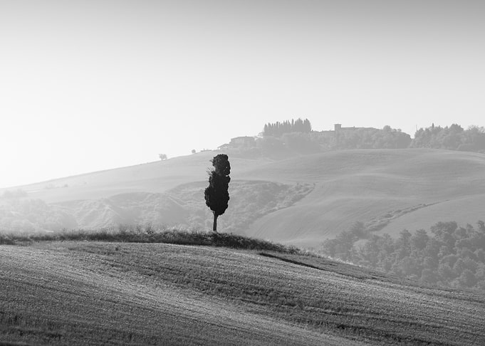 Lone Cypress Tree in Tuscan Landscape