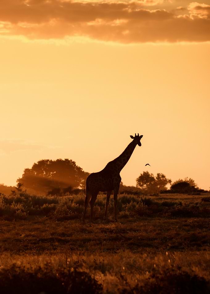 Silhouette of a giraffe at sunset