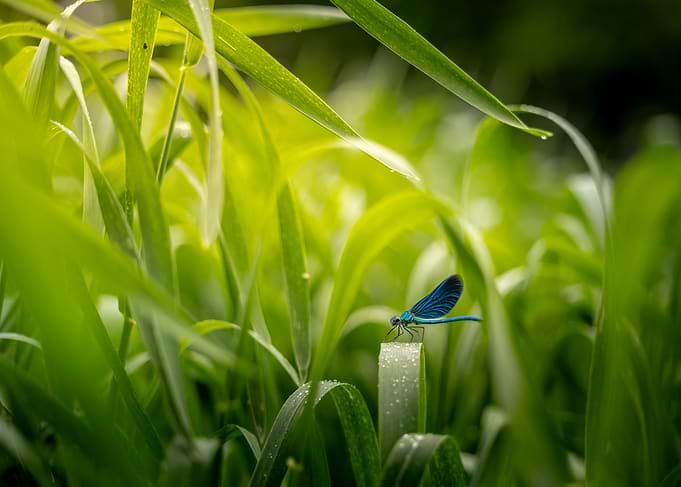 Blue Dragonfly on Wet Grass