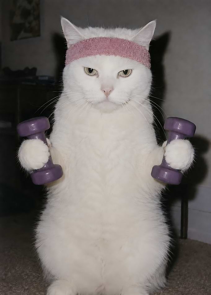 Cat Workout Vibes With Dumbbells