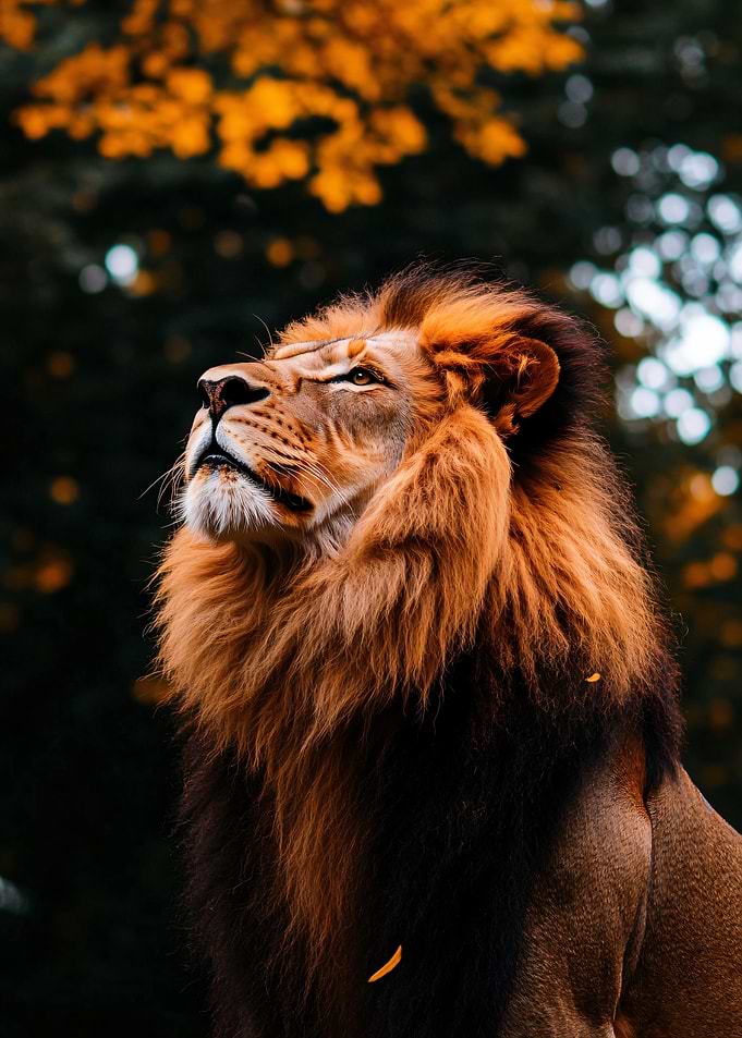 Majestic Lion Looking Upwards