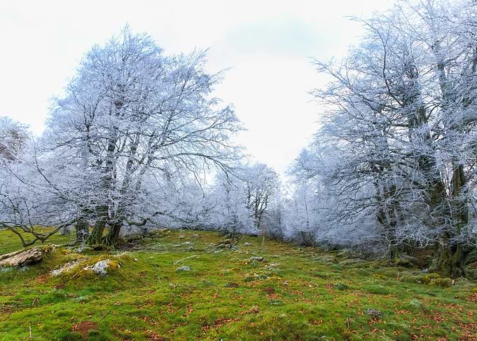 Frosted trees in a winter landscape