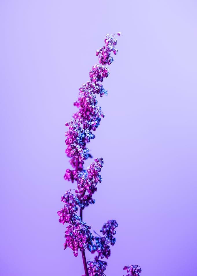 Purple and Pink Flower Sprig