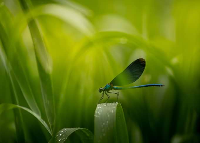 Dragonfly on a wet leaf