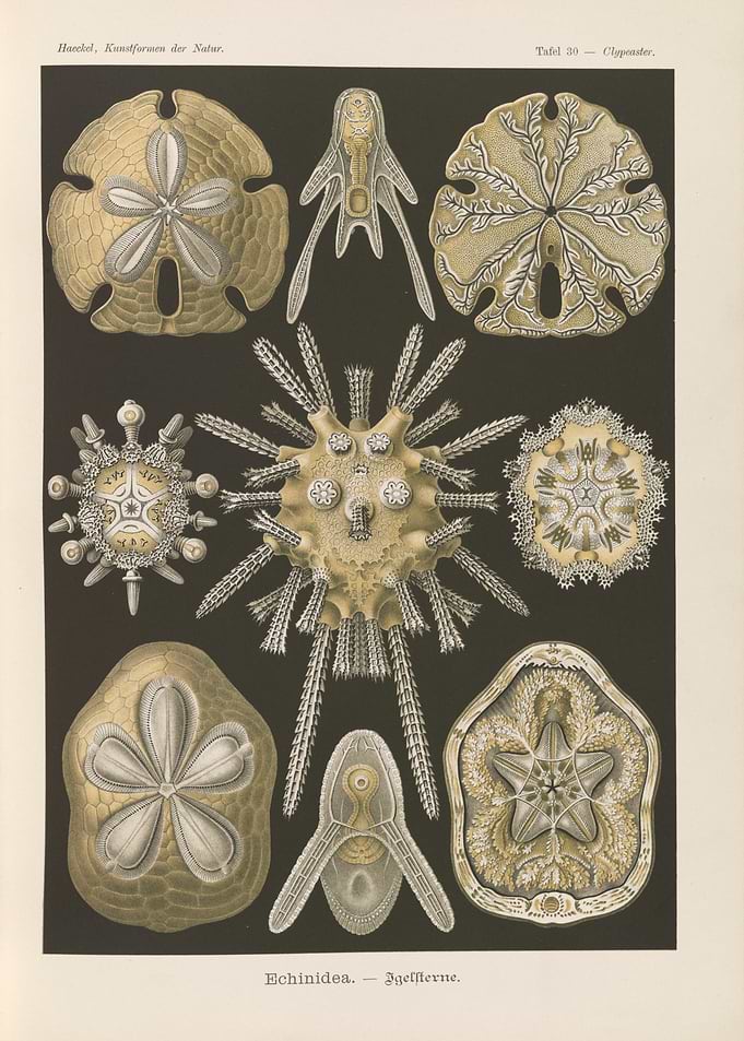 Vintage Echinoderm Illustrations