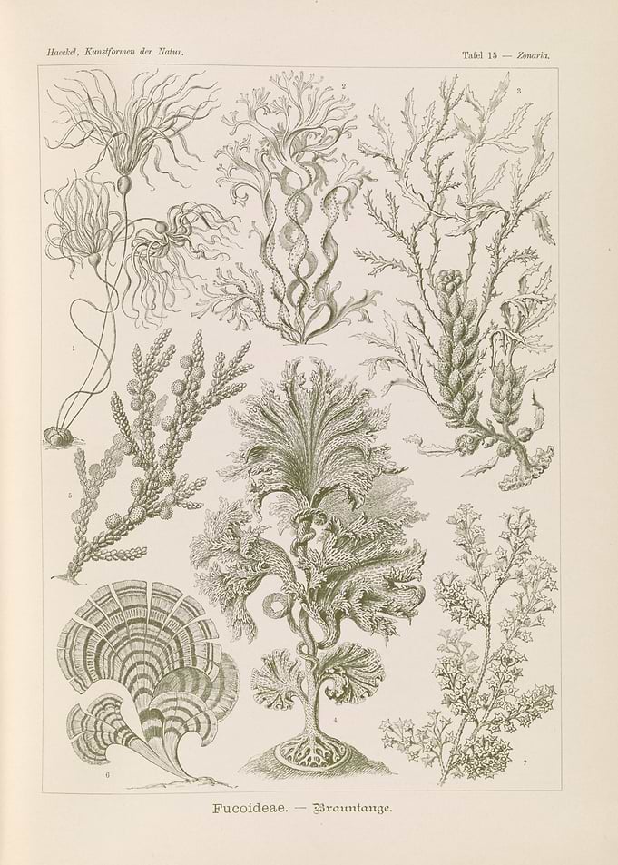 Vintage Botanical Illustration of Seaweed