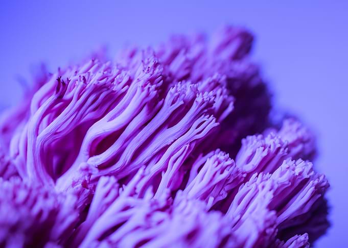 Close-up of purple coral