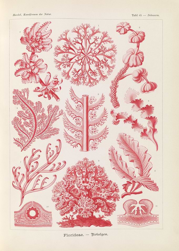 Vintage Botanical Illustration of Red Algae