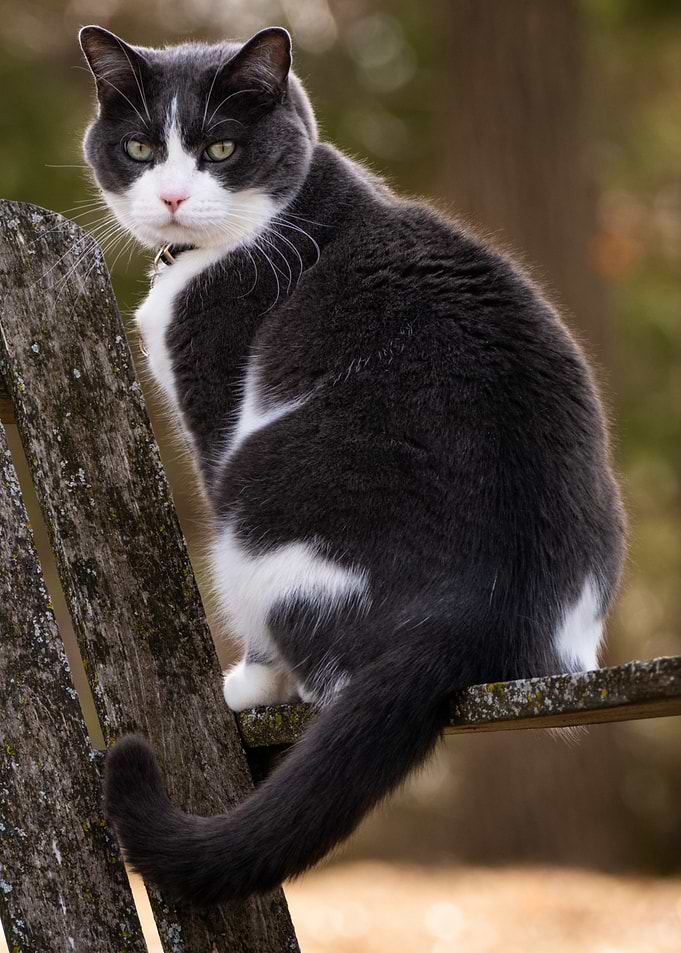 Gray and white cat on wooden chair