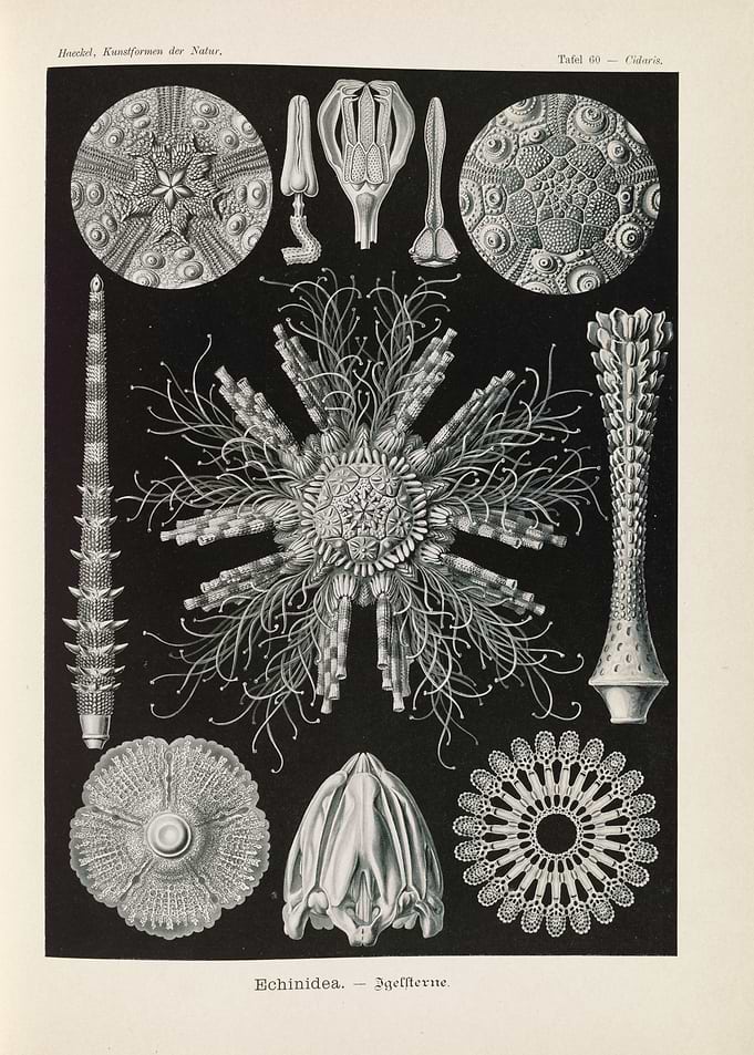 Echinodermata Sea Urchin Illustrations