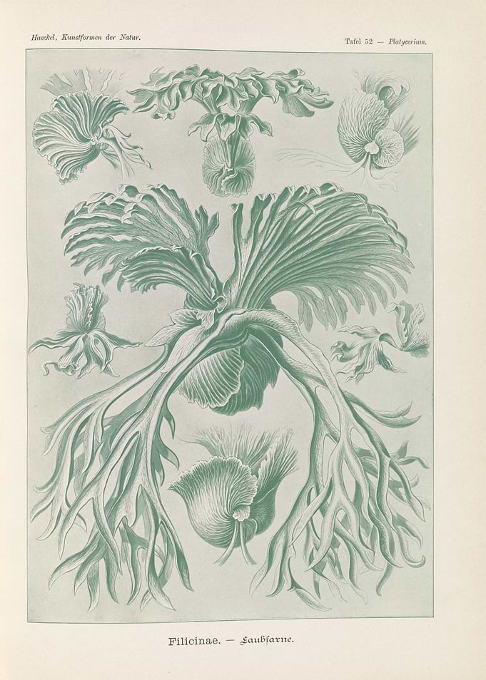 Vintage Botanical Illustration of Platycerium Ferns