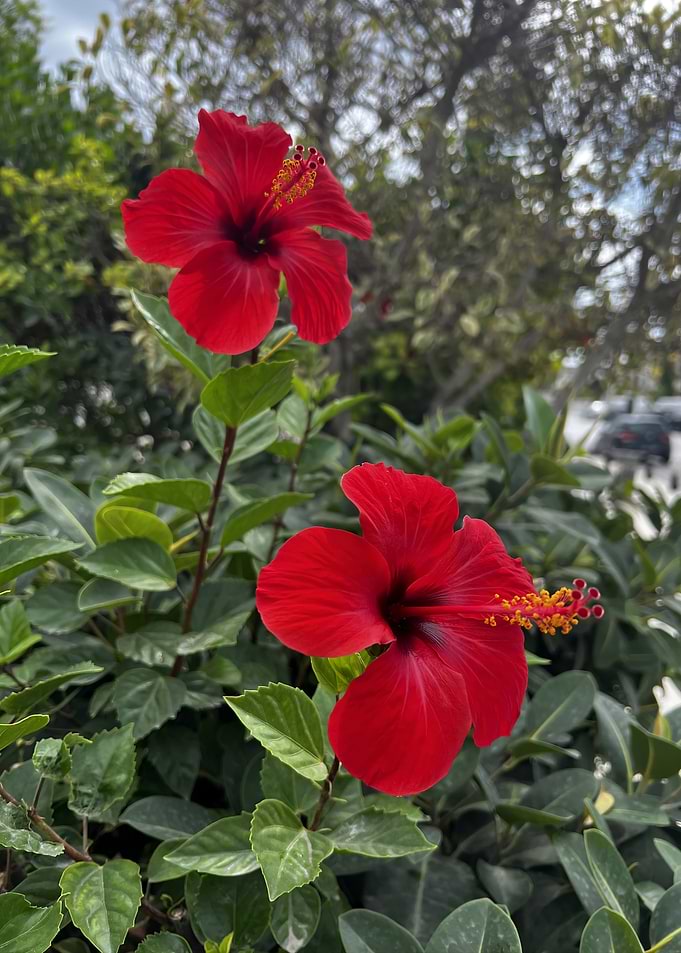 Hibiscus Twin Flowers