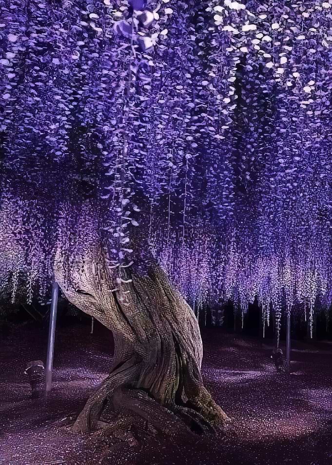 Enchanting Wisteria Tree at Night