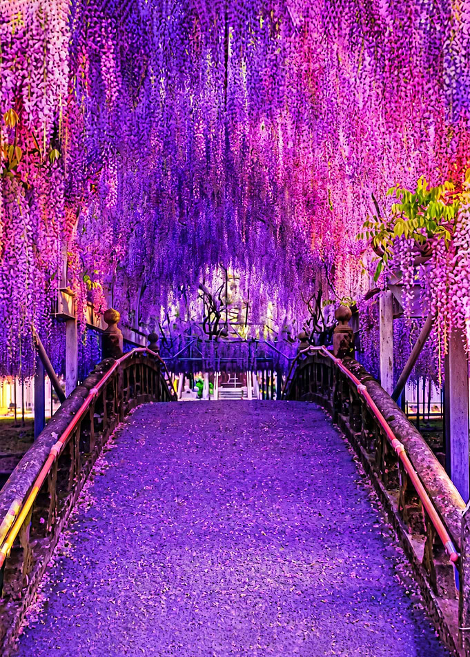 Wisteria Tunnel Over Bridge
