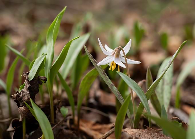 White Trout Lily Flower