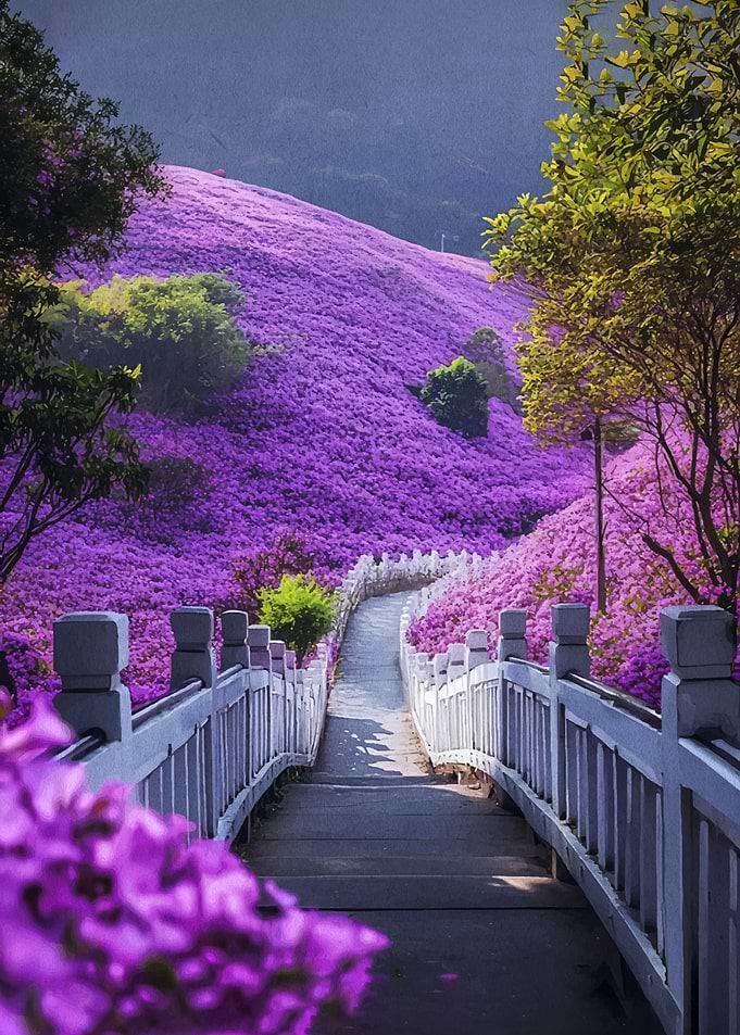 Vibrant Hillside Covered in Purple Flowers