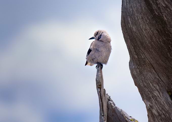 Bird on a weathered branch