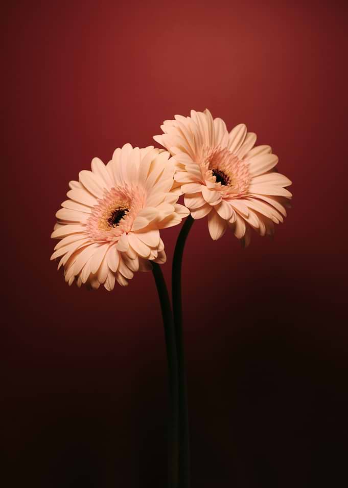 Two Pink Gerbera Daisies