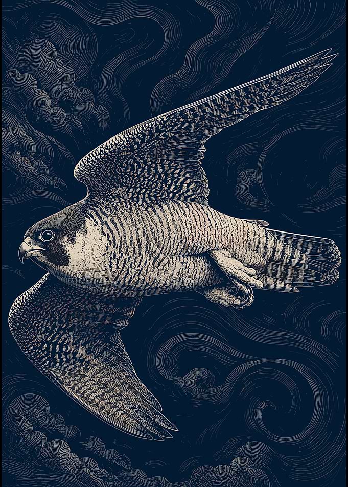 Peregrine Falcon in Flight