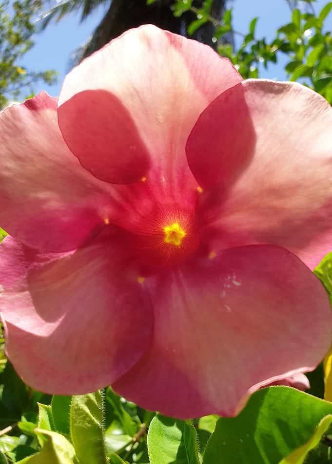 Purple Allamanda flower