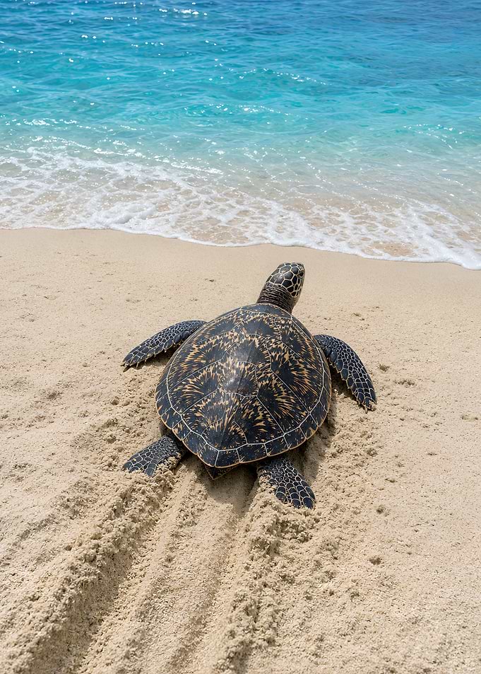 Sea Turtle on Sandy Beach