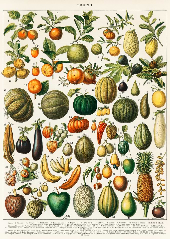 Vintage Botanical Illustration of Fruits