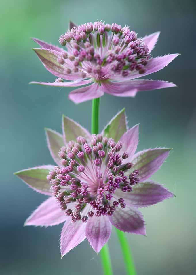 Two Pink Astrantia Flowers