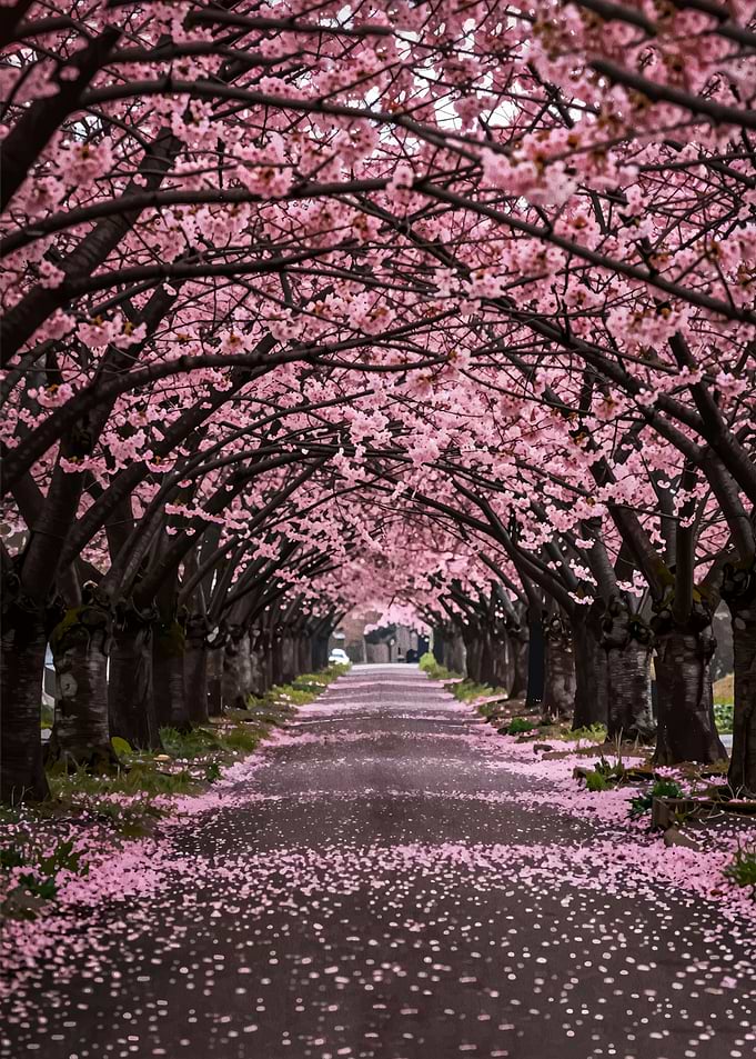 Cherry Blossom Tunnel