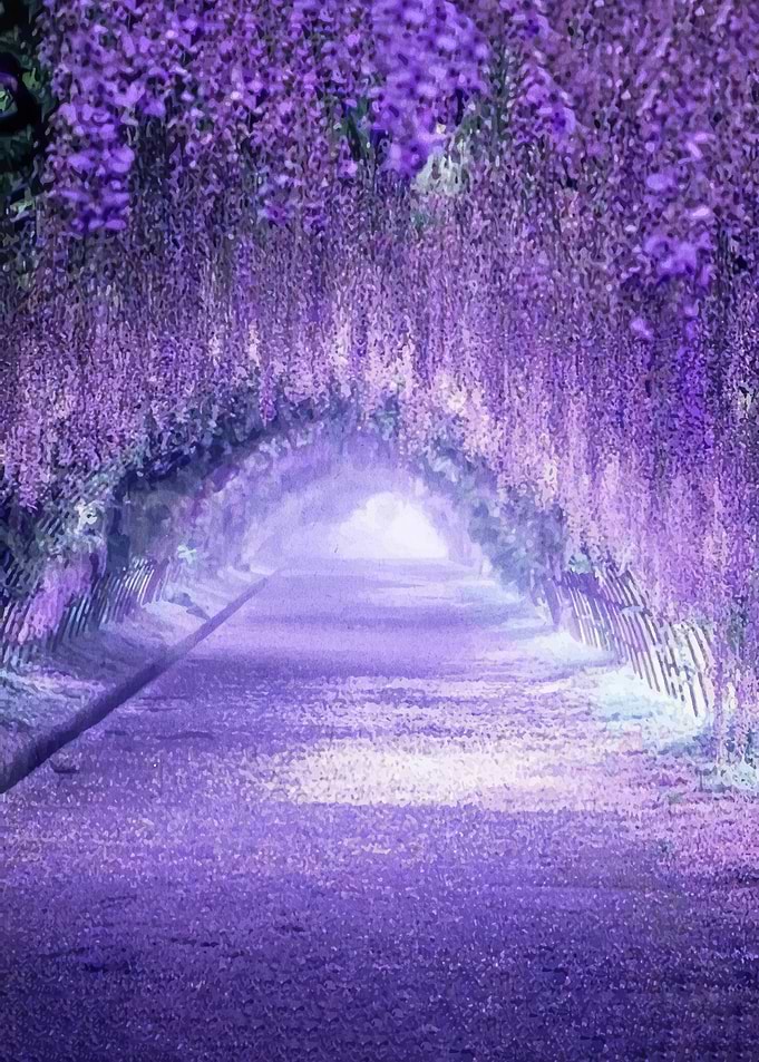 Purple Wisteria Tunnel Pathway
