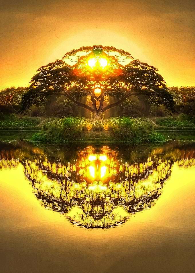 Symmetrical Tree Reflection at Sunset