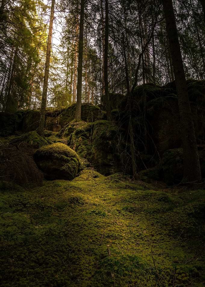 Mossy Forest Floor with Sunlight